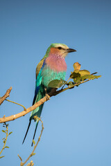 A lilac-breasted roller bird in Etosha National Park in Namibia, Africa on safari