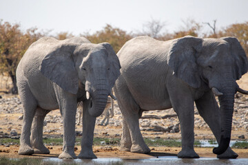 Elephants at a watering hole in Etosha National Park in Namibia, Africa