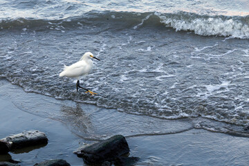 Snowy egret fishing by the beach on coast of Sao Paulo state, Brazil
