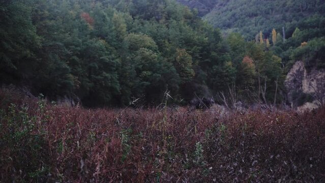 Bosque