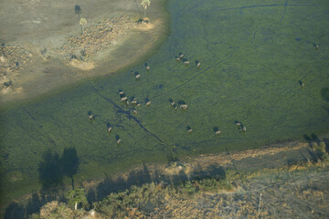 A birds-eye view of a herd of elephants in the Okavango Delta in Botswana, Africa