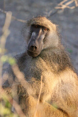 Baboon sitting on the ground along the Zambezi River in Chobe National Park in Botswana, Africa