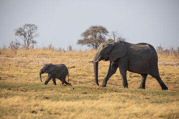 A mom and baby elephant outside Nata in Botswana, Africa on safari