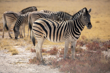 A herd of zebras in Etosha National Park in Namibia, Africa on safari