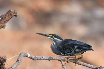 A green-backed heron bird in Chobe National Park in Botswana, Africa on safari