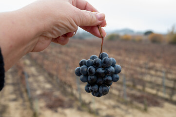 Ripe and dry bunches of red tempranillo grapes after harvest, vineyards of La Rioja wine region in Spain, Rioja Alavesa in winter