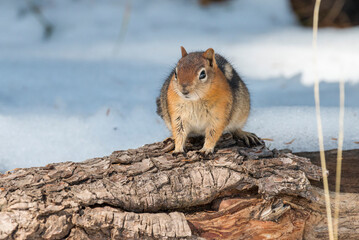 ground squirrel on a tree, Sun Notch trail, Crater Lake National Park, Oregon, USA