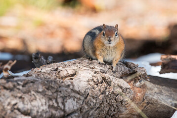 squirrel sitting on a trunk, Crater Lake National Park, Oregon, USA