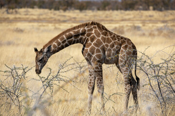 A baby giraffe in Etosha National Park in Namibia, Africa on safari