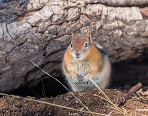 Golden-mantled Ground Squirrel, Sun Notch trail, Crater Lake National Park, Oregon, USA