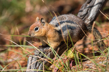 ground squirrel enjoying autumn sunshine, Crater Lake National Park, Oregon, USA, 