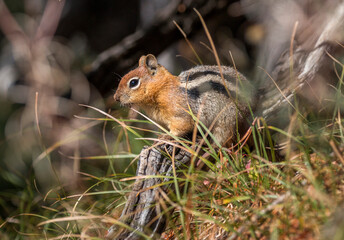Golden-mantled Ground Squirrel, Crater Lake National Park, Oregon, USA