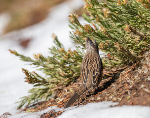 Golden-crowned Sparrow foraging, Crater Lake National Park, Oregon, USA