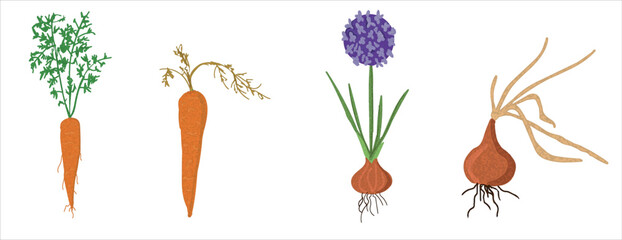 Growth stages of onion and carrot  plant. Onion and carrot  vector illustration