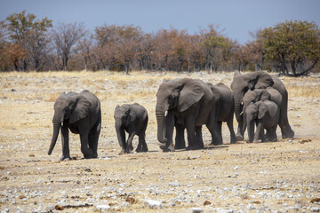 A herd of elephants on their way to the watering hole in Etosha National Park in Namibia, Africa on safari