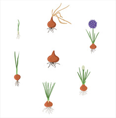 Growth stages of onion plant. Onion growing stages vector illustration