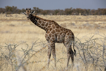 A baby giraffe in Etosha National Park in Namibia, Africa on safari