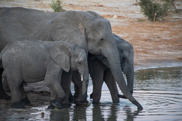 A herd of elephants drinking at the watering hole in Elephant Sands Lodge in Botswana, Africa