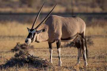 An Oryx eating grass near Sossusvlei in Namibia, Africa