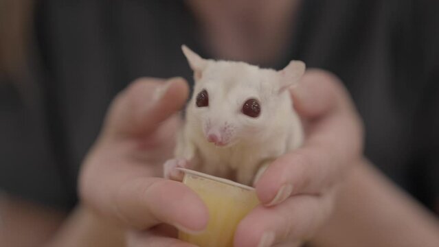 This close up video shows hands holding a sugar glider while it eats a fruit cup.