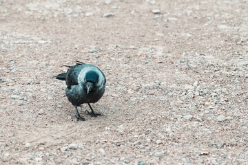 Funny gray and blue Jackdaw. Bird with expressive blue eyes looking for some crumbs in a park. Feathered animal looks around.
