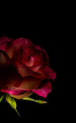 Partial dark red rose on a black background. Soft focus