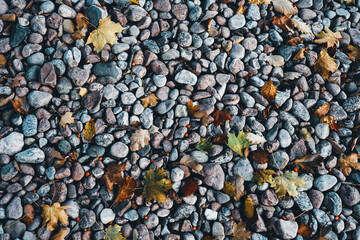 Texture of small stones and leaves. Photo of gravel floor in autumn with twigs, colored leaves and berries. High resolution graphics.