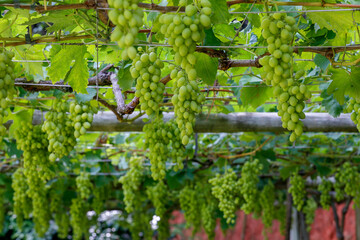 Bunch of green grapes hanging in the vineyard in Sao Roque city, countryside of Sao Paulo, state,...