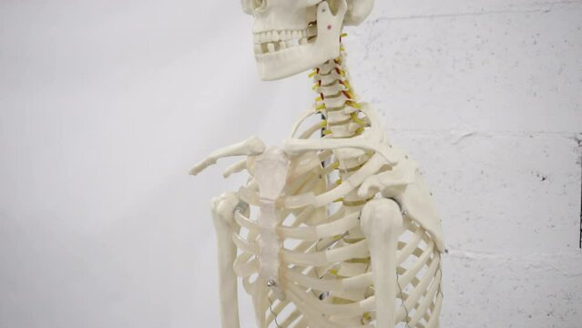 Anatomical Human Skeleton, Skull and chest with ribs in Medical Maneken Concept, HD B-Roll footage