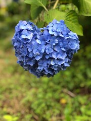 Obraz premium 紫陽花 ハート型