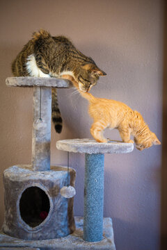 Cats