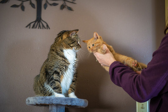 Cats