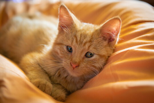 Cat in the sunlight