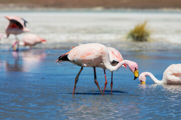Flamingo in Bolivia