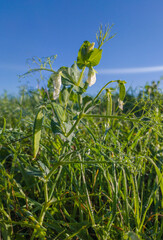 Fototapeta premium Peas plantation morning dew backlit