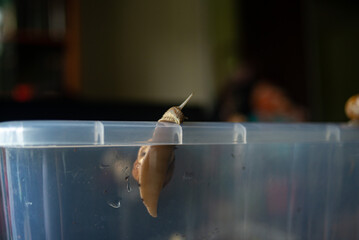 snail crawls out of a plastic container