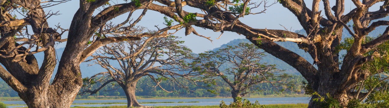 Trees on Sri Lanka