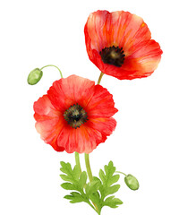 Obraz premium 赤いオリエンタルポピーの水彩画