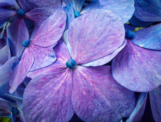hydrangea petals
