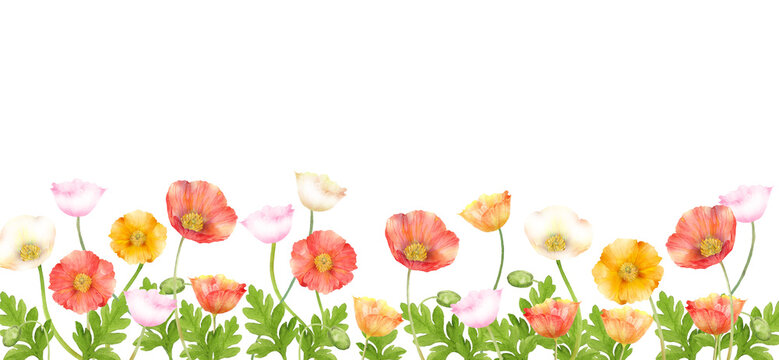 カラフルなかわいいポピーの花畑　水彩イラスト