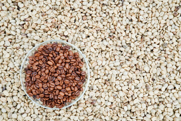coffee plant agriculture concept Organic arabica coffee beans on brunch in green robusta farm and arabica coffee berries by hand of farmer harvesting arabica coffee berries on branch