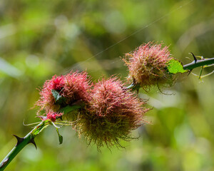 Robin's pincushion against diffused green background