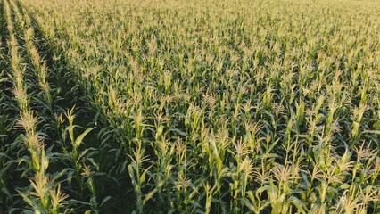 Corn young field. Seedlings planted in a row.