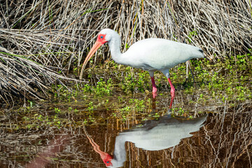 White Ibis standing in the reflecting water of a Florida mangrove on Sanibel Island Florida on a clear sunny afternoon.