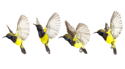 Beautiful flying Bird (Olive-backed Sunbird) isolate on White Background. The Collection flying Bird