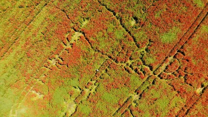 A red field of poppy flowers. Drone video.