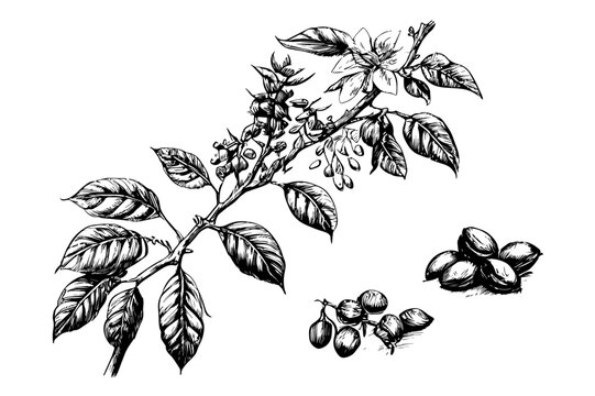 sketch hand drawn coffee branch with leaves and grains vector illustration
