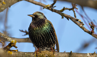 Starling bird