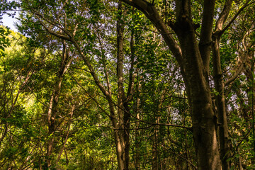 Obraz premium Árboles en la isla de la Palma.