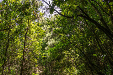 Fototapeta premium Árboles en la isla de la Palma.